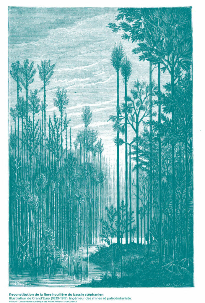 Prêles géantes dans le Jardin du Carbonifère d'ExploraParc à Saint-Étienne - Reconstitution de la flore houillère du bassin stéphanien.